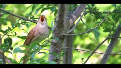 singing birds