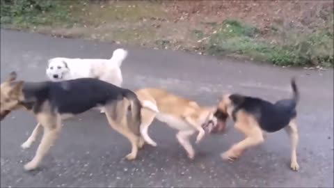 dog fight during mating