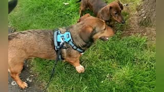 Goofy the daschund and his friend Hazel the jackweenie