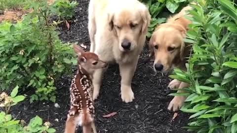 Friendship of baby deer and dogs