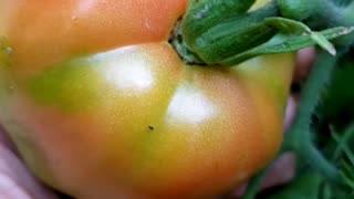 Harvesting tomatoes