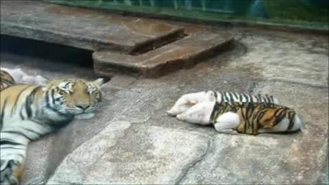 Nature always finds a way: Tigress adopts little pigs in a beautiful gesture