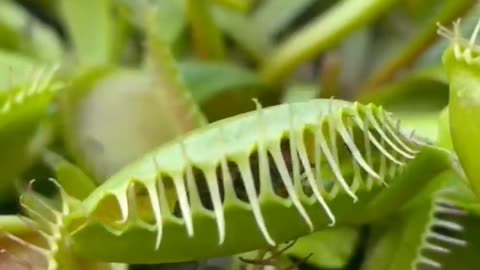 "The Veins of Struggle: A Venous Flytrap's Journey Through Life's Unique Challenges"