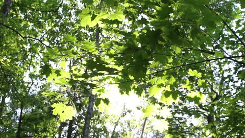 Woods Forest Nature Vegetation