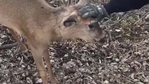 Dude rescues button buck, immediately gets attacked by it