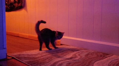 Kitten Chases Her Tail!