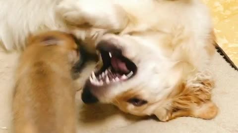 A large dog playing with a puppy 2 (Golden Retriever)