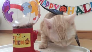Cat Enjoys Halloween Treats cats