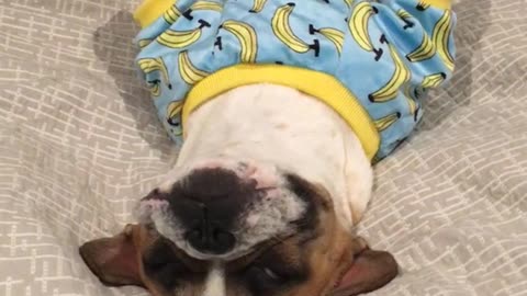 Brown dog with banana pjs snoring in bed