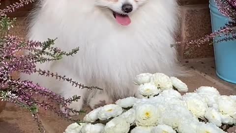 Beautiful and so cute baby dog