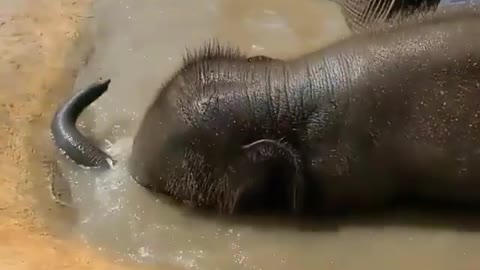 cute baby elephant behavior when bathing