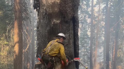 Cut down the 400years old Tree