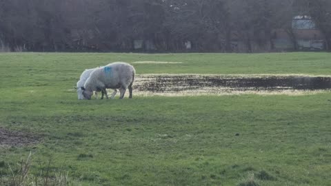 Two Sheep In A Field In Wales