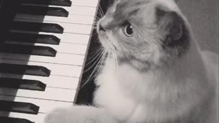 Music grey cat playing piano with paws