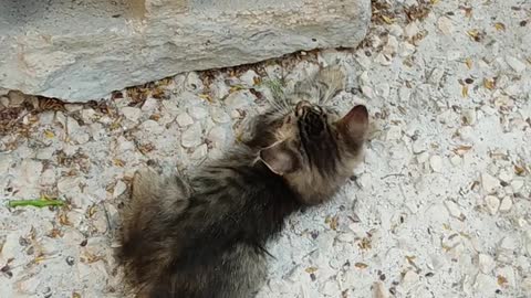 Two Kitten having fun