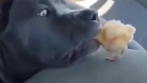 🐕 dog vs duck 🦆