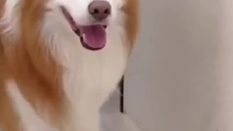 funny dog dancing