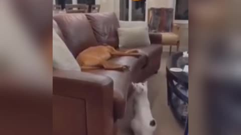 Who just touched me😂😍 | Funny dog and cat video