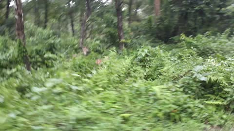 Deer spotted in roadside of forest.😊