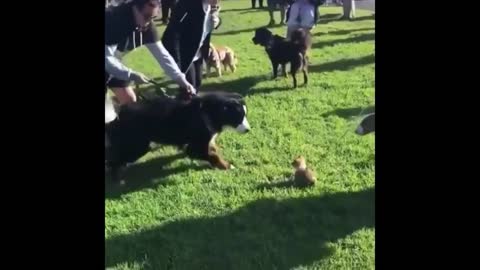 This puppy doesn't even have the size to play with the big ones