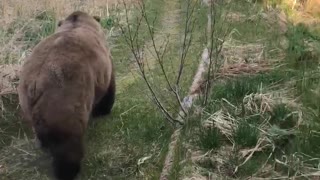 Katmai Brown Bear Poses for Quick Photo