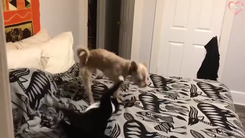 cats vs dogs fighting, must watch.
