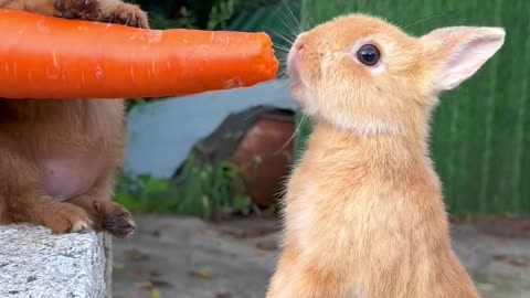 The dog feeds the little rabbit carrots.