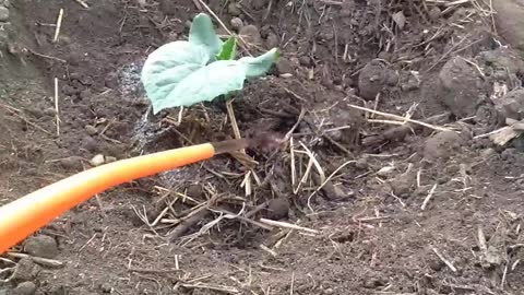 How to plant cucumbers.