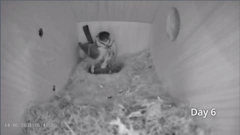 'PG-13' Edit. First Egg Hatching to Chicks Fledging VIEWER DISCRETION ADVISED. BlueTit Nest Cam 2021