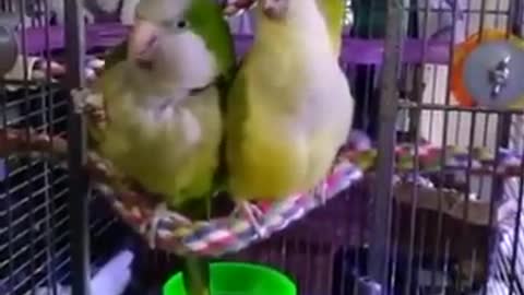 beautiful, funny, and intelligent exotic parrots