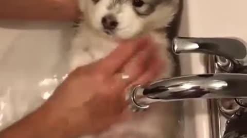 Cutest Baby Husky Puppy Taking A Bath 😍