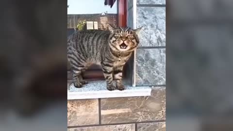 Funny Cat talking each others