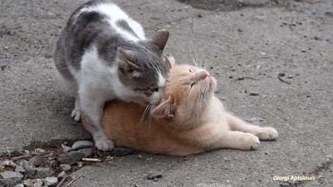 mating cats