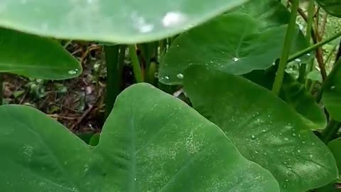 Such as water on the leaves of Taro, Such is the death of a man on earth.