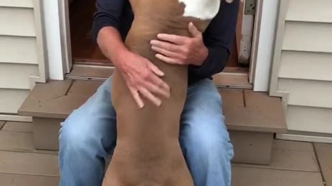 Brown pitbull dog giving older white haired gentleman owner hugs and kisses