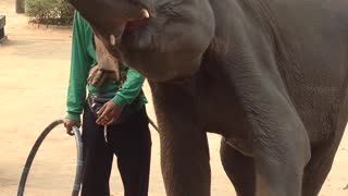 Elephant dance in Thailand