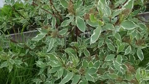 Beautiful plants in the garden.