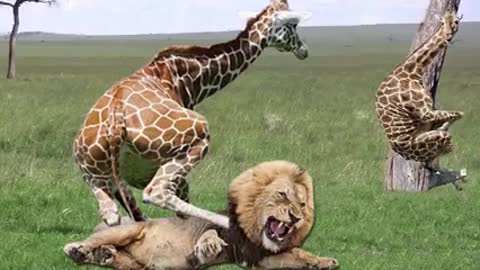 Wildlife Girafe amazing video