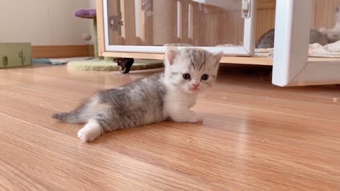 Little Kittens Playing Together