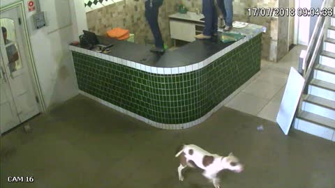 Workers Are Absolutely Scared Of One Happy Excited Dog