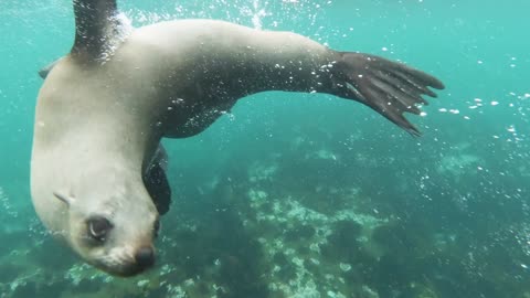 AMAZING Close UP Video of Seals Swimming Underwater