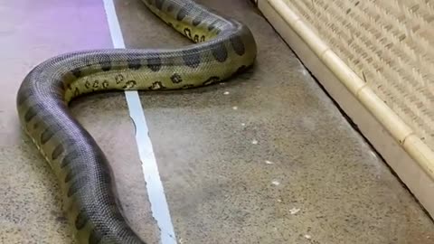 Gigantic anaconda at the reptile zoo 🐍