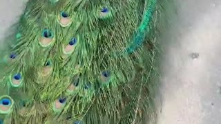 Peacock walks freely and showing of beautiful feathers, so amazing.