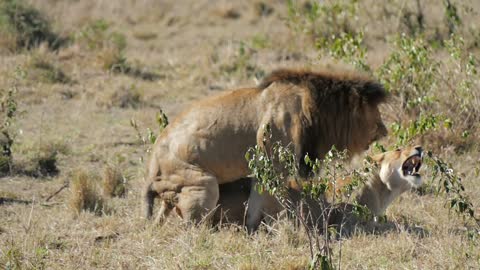 Lion and lioness mating | Animal love | Wild cats