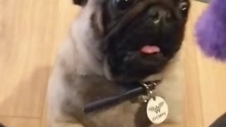 Brown pug trying to get toy in between owners legs