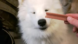 White dog sitting down and waiting for treat from owner