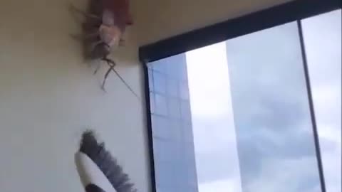 Huge Insect In an Apartment