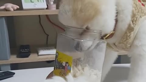 Pomeranian Can't Quite Reach Treats In Cookie Jar
