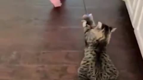 Cats playing with baby funny