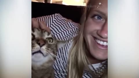 Cats Attacking People Compilation | Cat Slapping Their Owner | Funny Cat Videos #